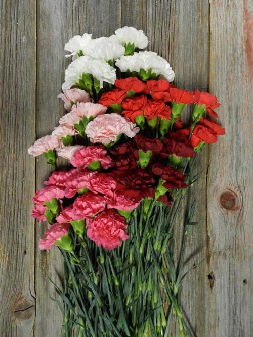 VALENTINE`S DAY PACK ASSORTED PINK, RED WHITE  CARNATIONS